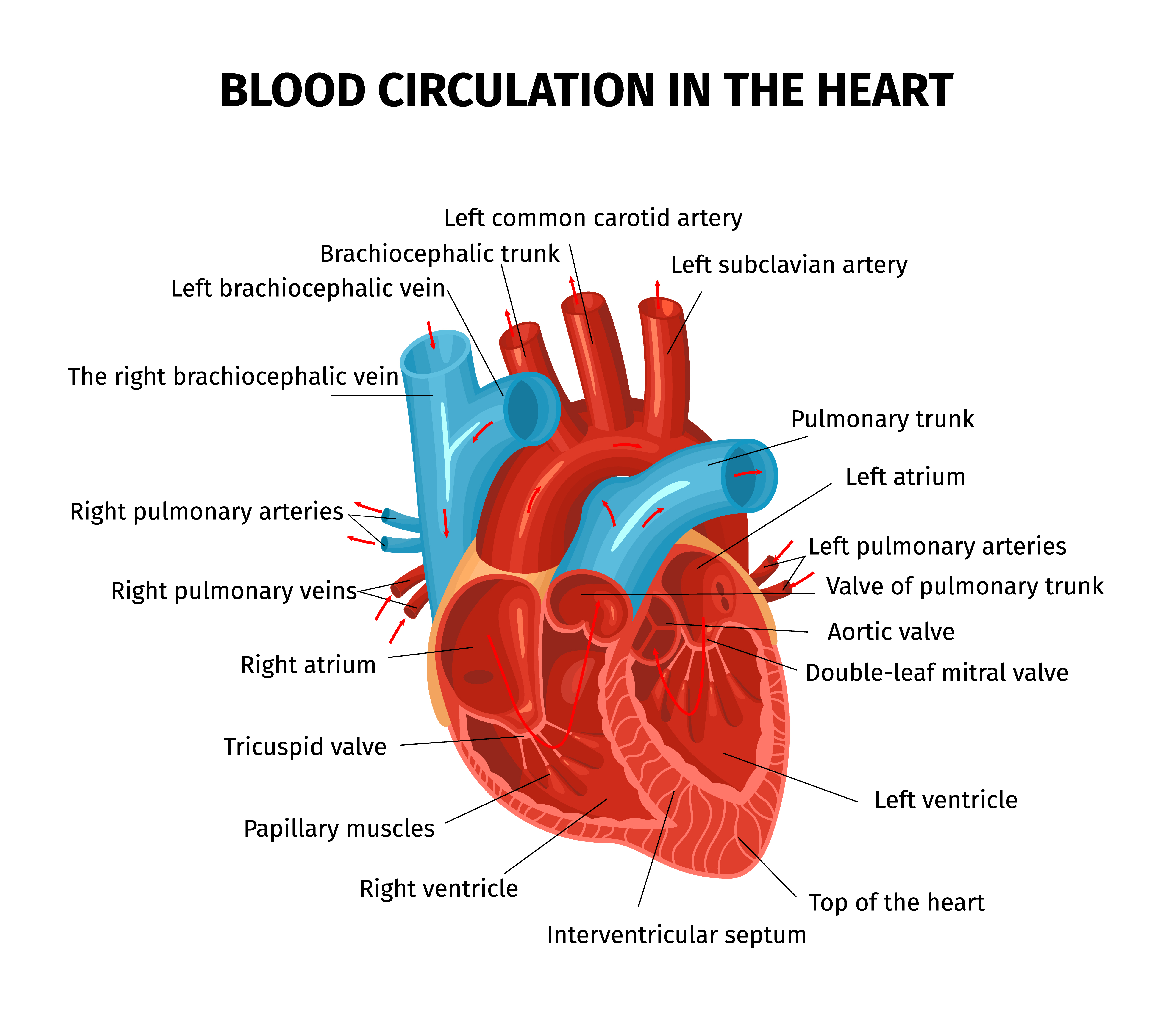 internal part of the heart