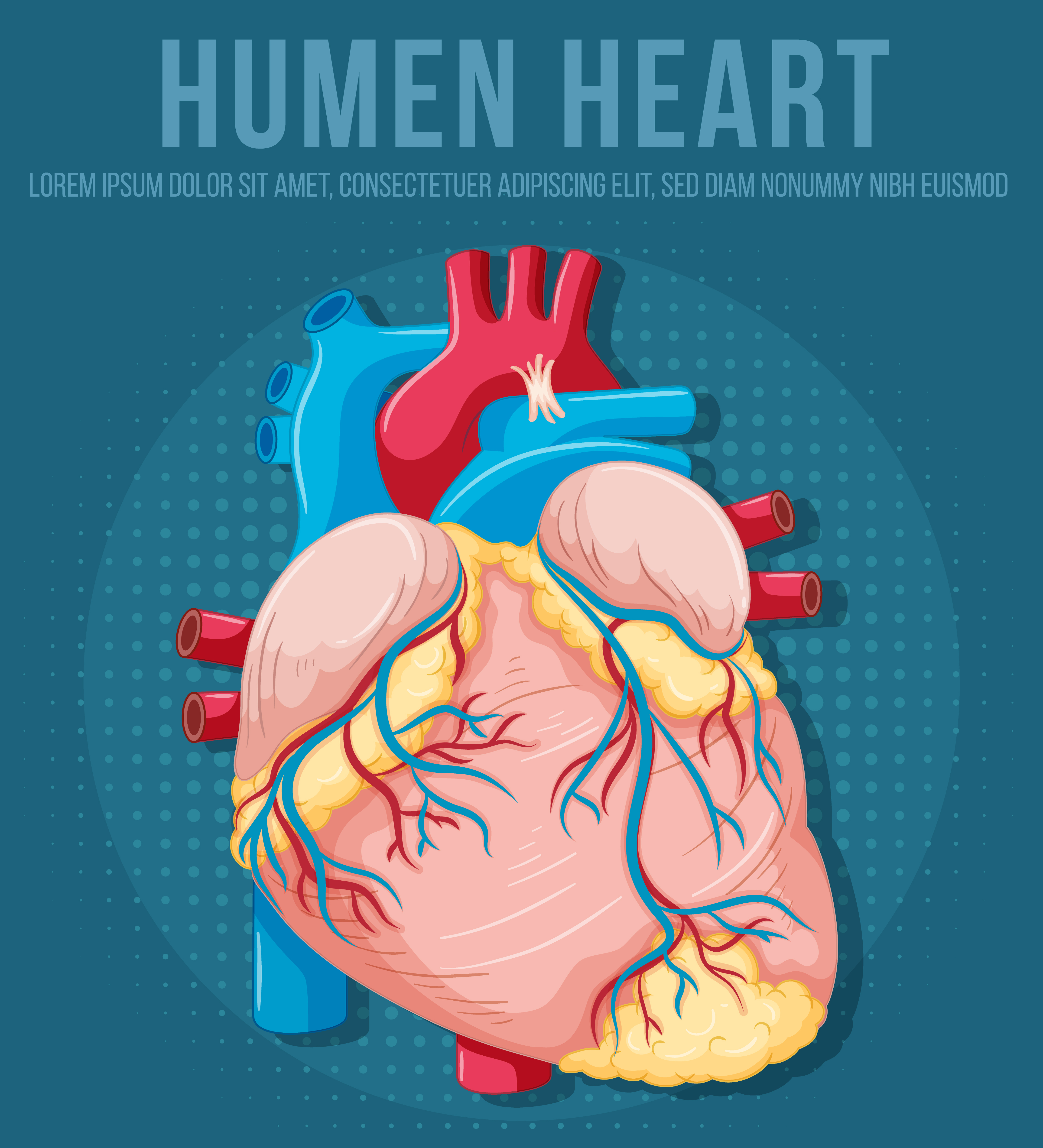 human heart